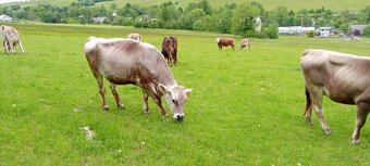 Prodám jalovice Brown Swiss - 2