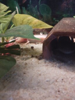 Axolotl - 2