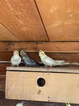 Korela chocholatá - 2