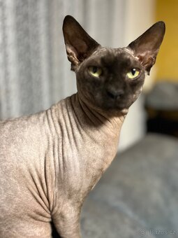 Kanadský sphynx - 2