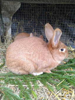 Králíci - samice - 2