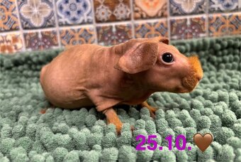 3 samečci skinny morčátek - 2