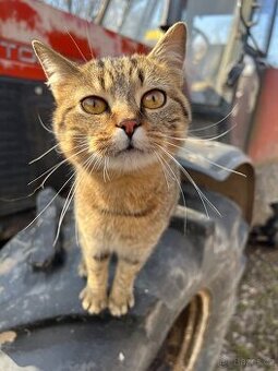 Kocour k odběru - 2