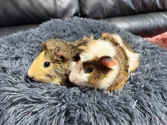 MORČE 🐹 , MORČATA , MORČÁTKA samci - 2