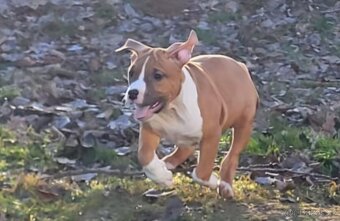 Americký stafordšírský teriér s PP - 2