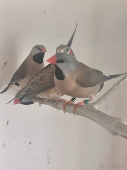 Pásovník dlouhoocasý, zebřičky, chůvičky - 2