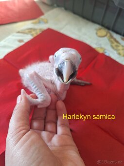 Ara ararauna. Ara harlekyn - 2