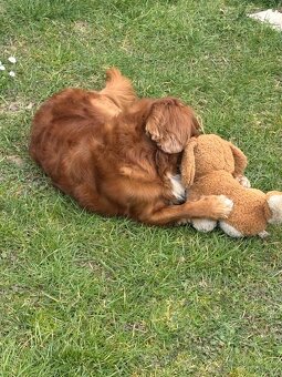 Ahoj, jmenuji se Miky 🐶 - 2