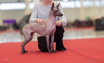 Peruánsky a Mexický naháč - 2