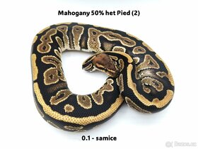 Krajta královská (Python regius) - mláďata - 2