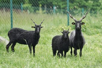 REZERVACE Jehničky maďarské racky (ovce cápové) - 2