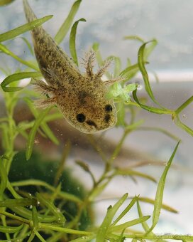 Axolotl - Mexický dráček - Axík Axelotl - 2