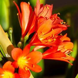 Prodám rostlinu Klívie (Clivia, Řemenatka) - 2