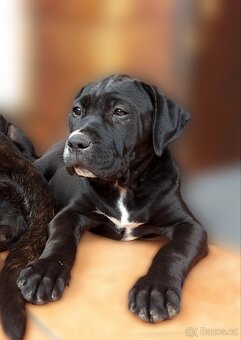 Bandog - 2