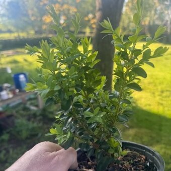 buxus - sazenice 25cm v květináči - 2