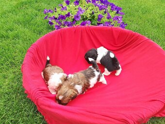 Shih-tzu. Shitzu - 2