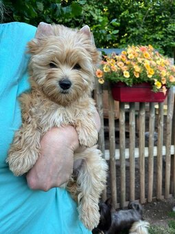 Fenka Tiffany golddust yorkshire terrier k prodeji - 2
