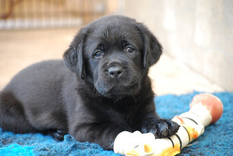 Labrador - krásná černá štěňátka s PP - 2