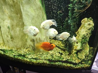 Prodam kompletni 250l panoramaticke akvarium - 2
