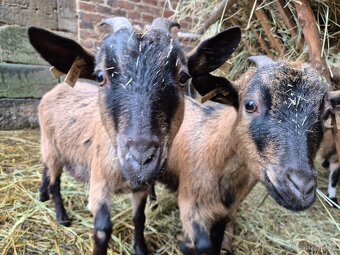 Holandská zakrslá koza - 2