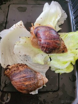 Africký šnek- Oblovka žravá-Achatina Immaculata - 2