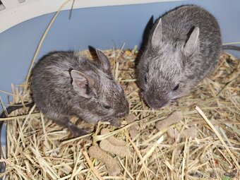 Osmák Degu s VP - 2