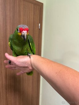 Krotký papoušek Amazoňan zlutolící - 2