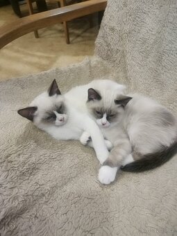 Kotátka Ragdoll bez PP - 2