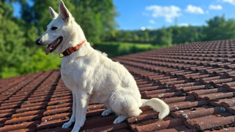 Bílý švýcarský ovčák - 2