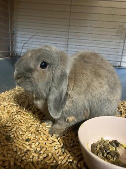 2 zakrslí králíčci- samec a samice - 2