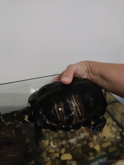 Dvě větší vodní želvy - 2
