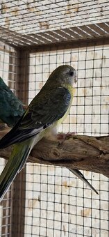 Papoušek zpěvavý - samička - 2