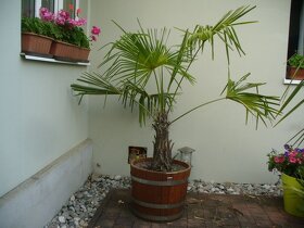 Palma trachycarpus fortunei 180cm,150cm - 2