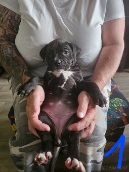 Štěňátka Pitbulla prodám - 2