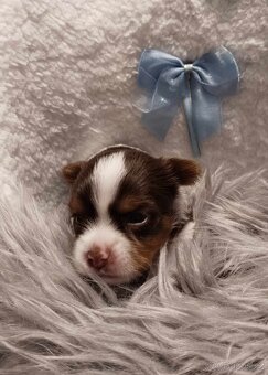 Black and tan , Biewer a Biro Yorkshire Terrier s PP - 2