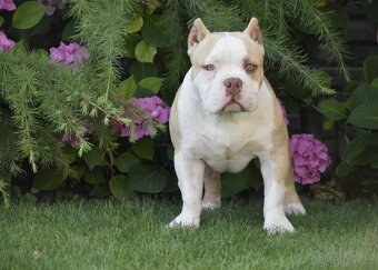 American bully s PP - 2