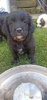 Štěně Labrador černý pejsci - 2