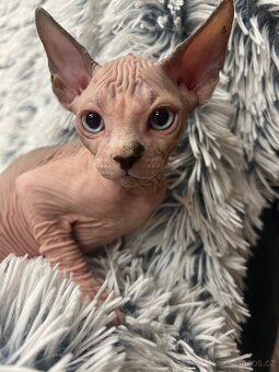 Kanadský sphynx - 2