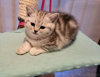 Britská koťátka WHISKAS - 2