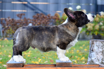 Welsh Corgi Cardigan Chlapec je připraven k vyzvednutí - 2