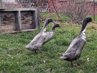 Indický běžec - 2