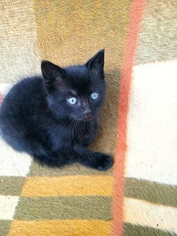 Daruji černé kotě - 2