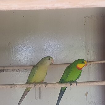 Papoušek nádherný skořice - 2