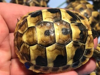 suchozemská želva, želva zelenavá - 2