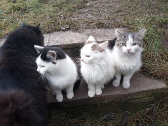 Koťata - 2
