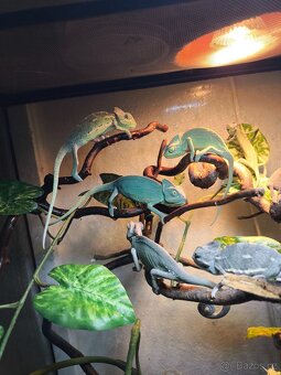 Chameleon jemenský - 2