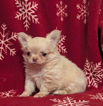 Čivava dlouhosrstá s PP - 2