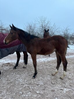 Prodám klisnu ČT - 2