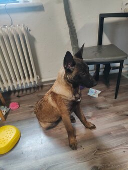 Belgický ovčák Malinois stěně - 2