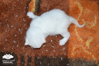 Ragdoll s PP – creme/red kocourek na výstavy a chov - 2